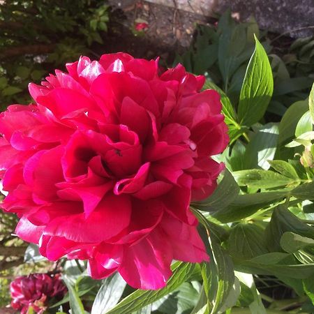 Rathmore House Bed and Breakfast Killarney Eksteriør billede